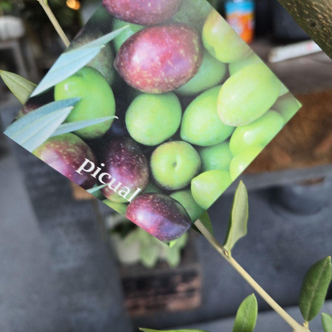 みぃみ様⑤　オリーブの木souju　『ピクアル』　8号特大苗木最高等級極上品‼️