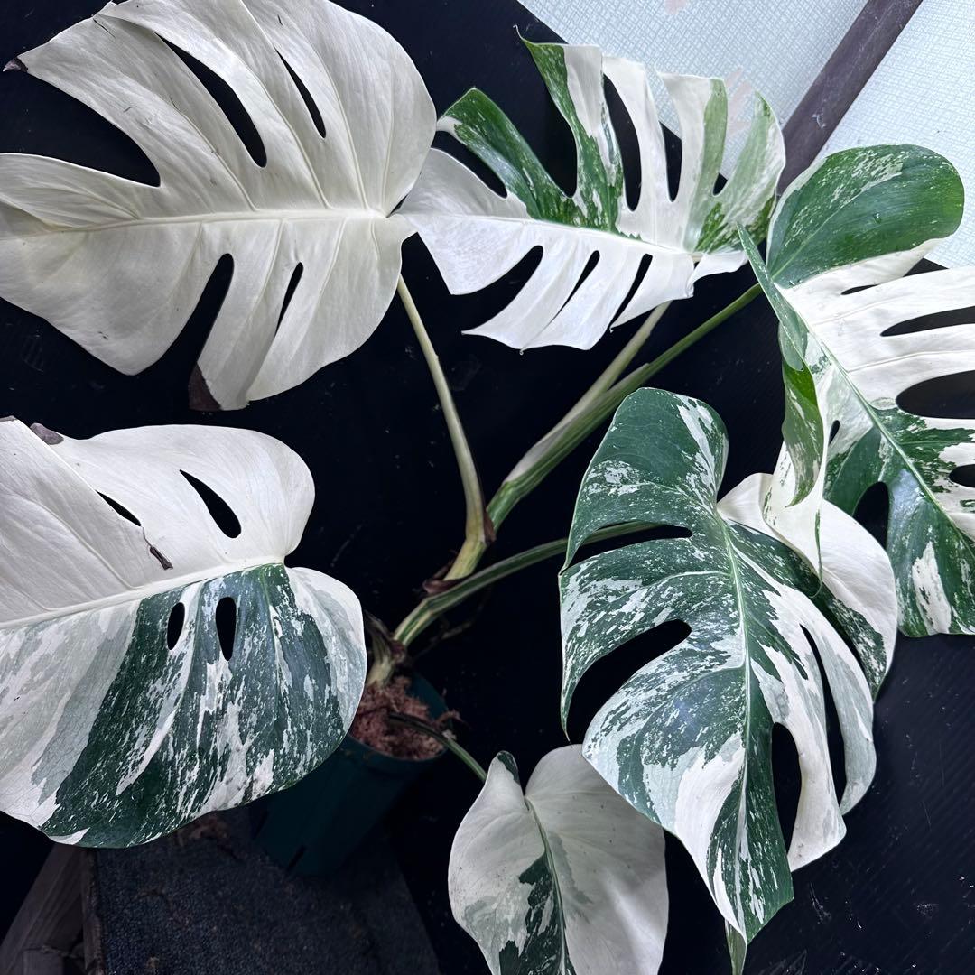 g*3様 斑入りモンステラ ホワイトタイガー極美大株79cm白斑多
