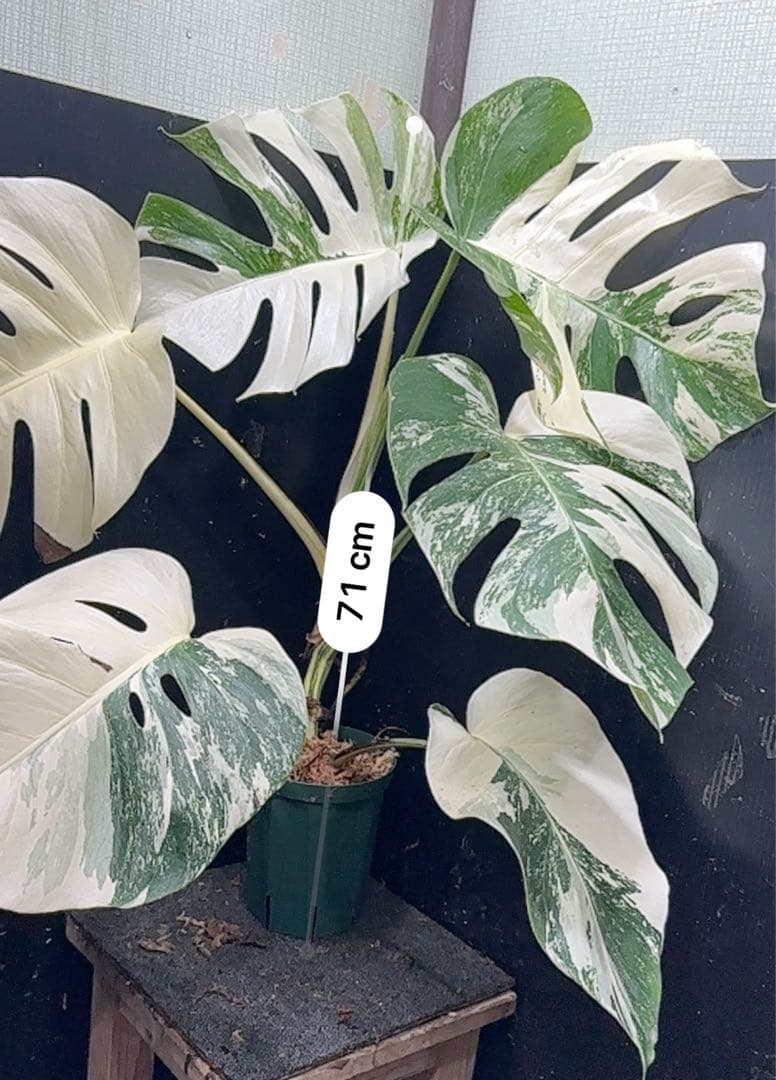 g*3様 斑入りモンステラ ホワイトタイガー極美大株79cm白斑多