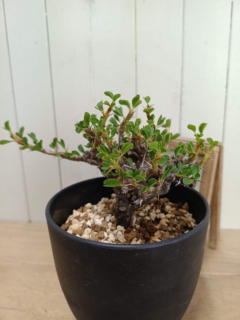 U031 厳選超美形展開株！サルコカウロン バンデリエティアエ現地球