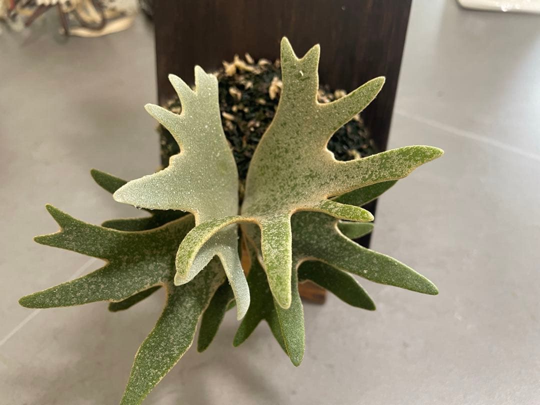 ビカクシダ　OMG × Bacteria spore