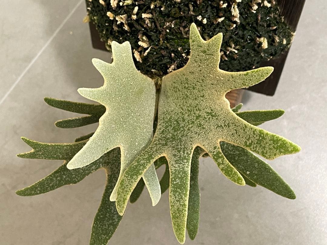 ビカクシダ　OMG × Bacteria spore