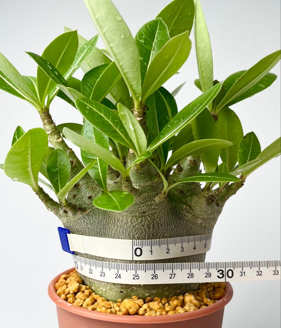 激レア/ドワーフ/極太/塊根】アデニウム アラビカムV2ハック鉢植え B-5