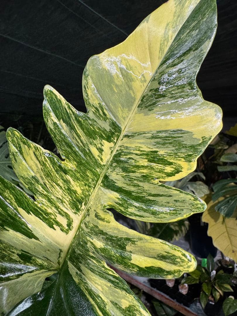 KN3 フィロデンドロン　キティナ　健康株