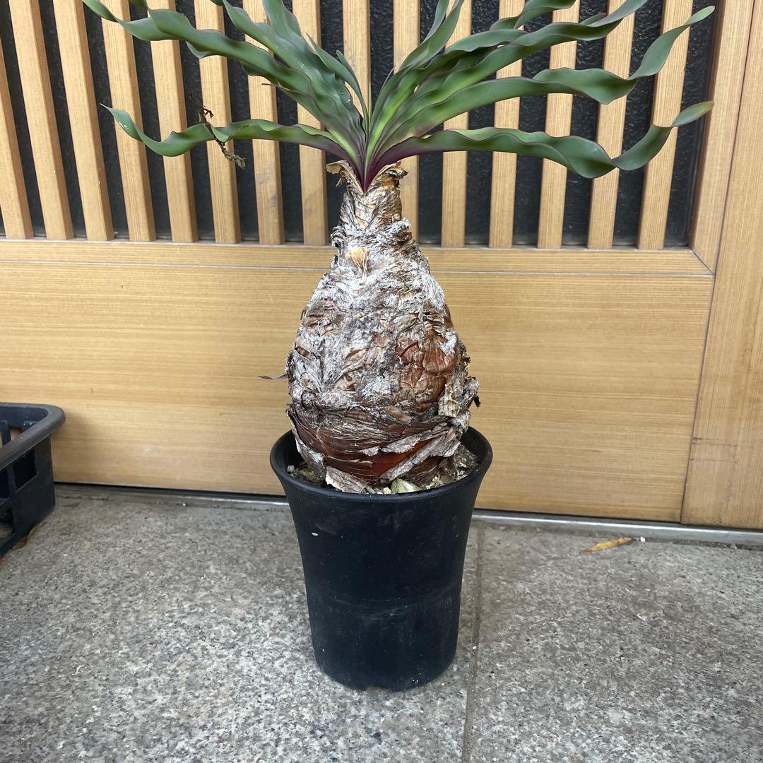 b*o様 ブーファン ディスティチャ