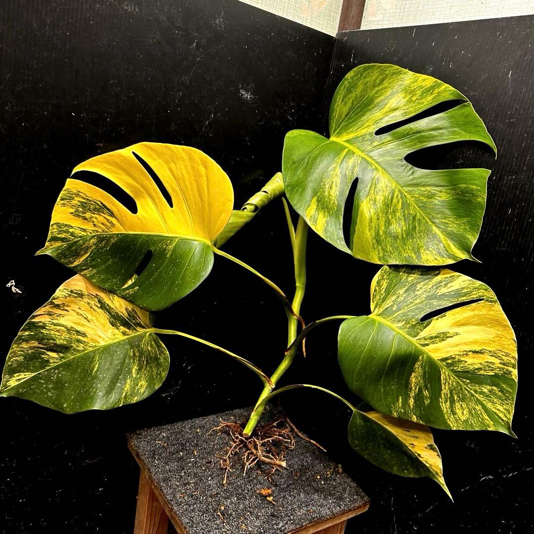 よ*君様 斑入りモンステラボルシギアナオーレア黄斑56㎝ベアルート/検索→