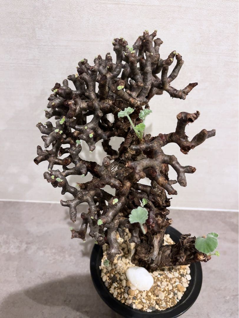 《期間限定販売❗️》『ペラルゴニウム　ミラビレ③』現地球　発根済み極美大株