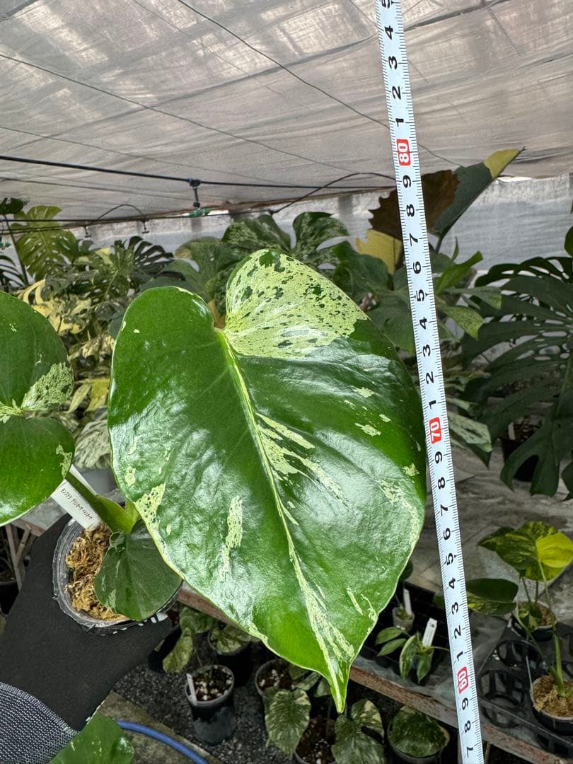 A5 モンステラ　デリシオーサ　ベトシオーサ　セレクトエディション斑入り