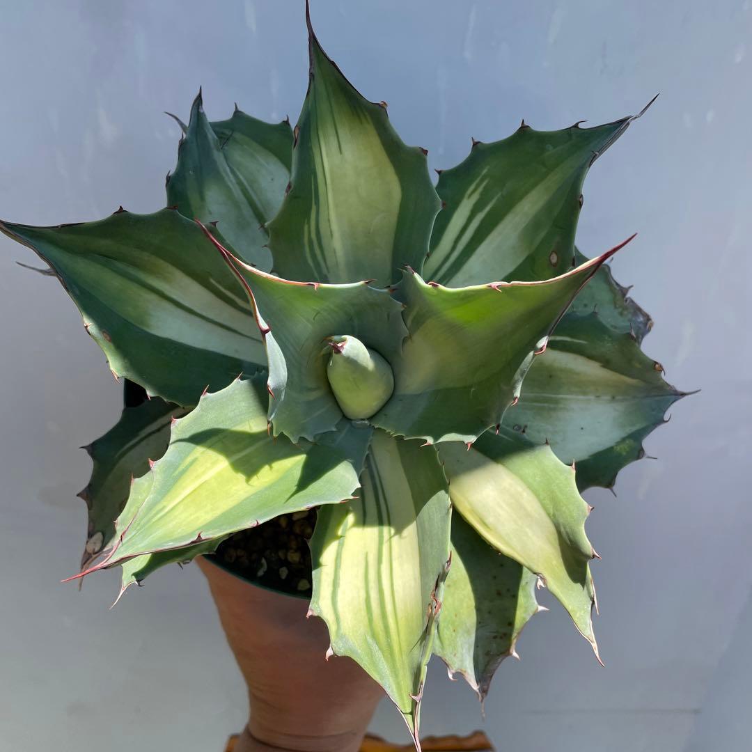 アガベ オバティフォリア フロスティブルー 中斑 Awakening Angel