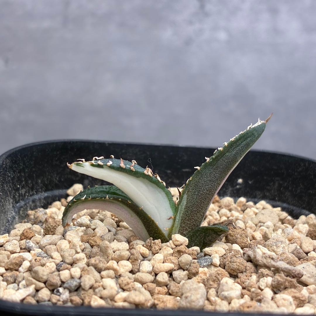 り*ふ様 アガベ チタノタ 「 宝珠錦 」白中斑 特選株 - メルカリ