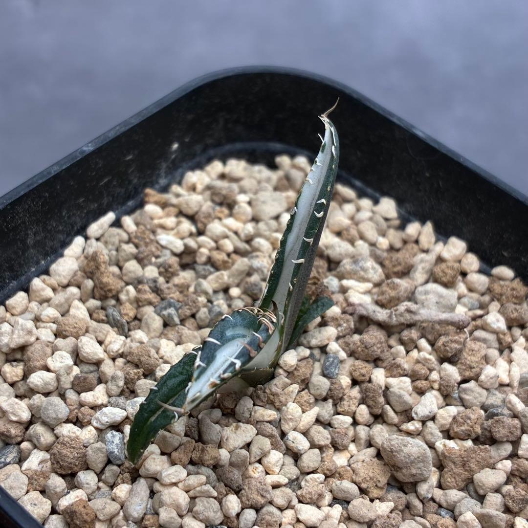 り*ふ様 アガベ チタノタ 「 宝珠錦 」白中斑 特選株 - メルカリ