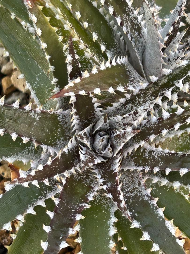 DBディッキア Dyckia Bill Baker hybrid #225 ⑵ - メルカリ