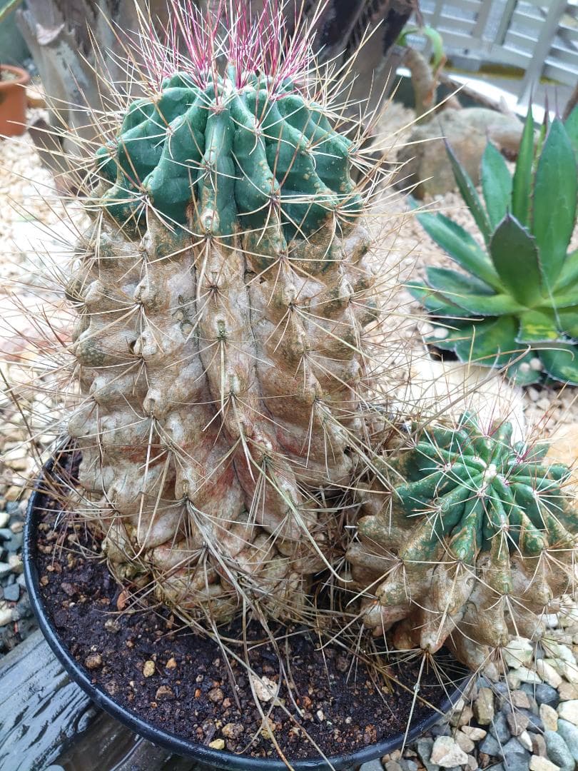 巨鷲玉 フェロカクタス 大株 - メルカリ