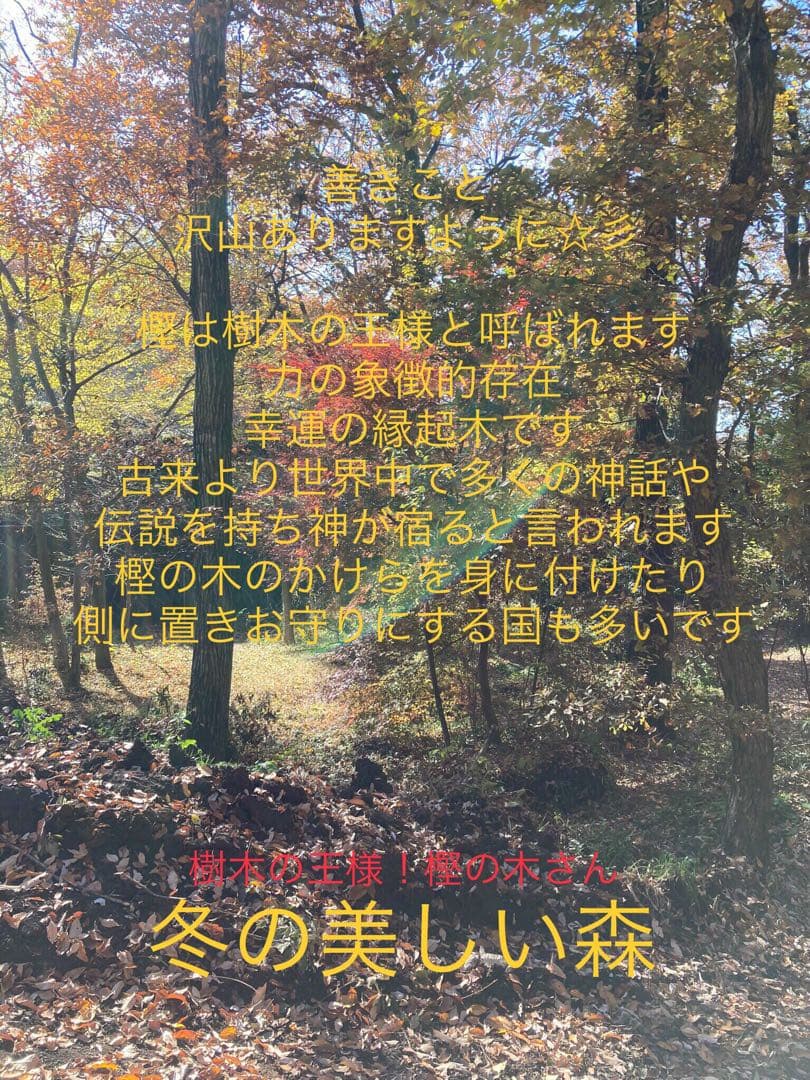 合体樹＊超絶ワイルドな森の切り株テーブル】3本の木々が一体化した