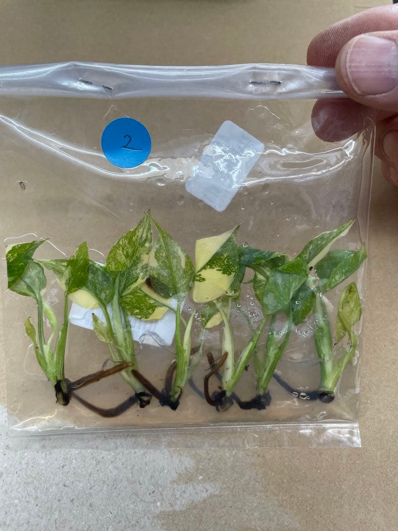 モンステラ タイコンステレーション 厳選斑入り 順化前 500株まとめ