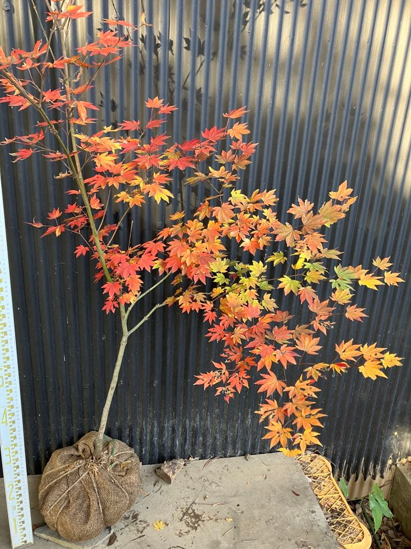 山採り　コハウチワカエデ　u