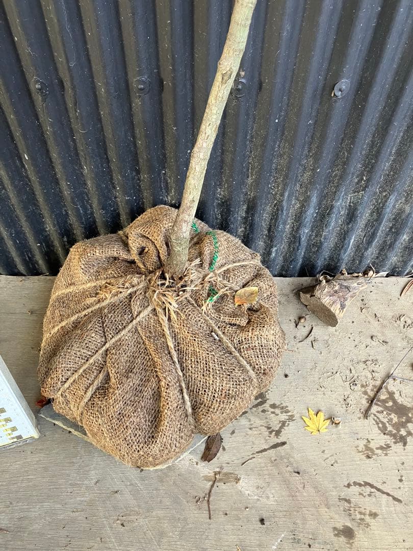 山採り　コハウチワカエデ　u