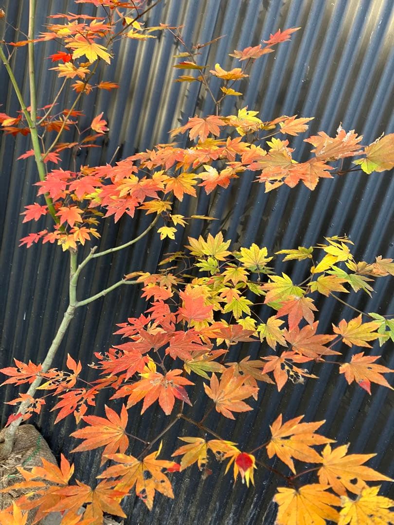 山採り　コハウチワカエデ　u