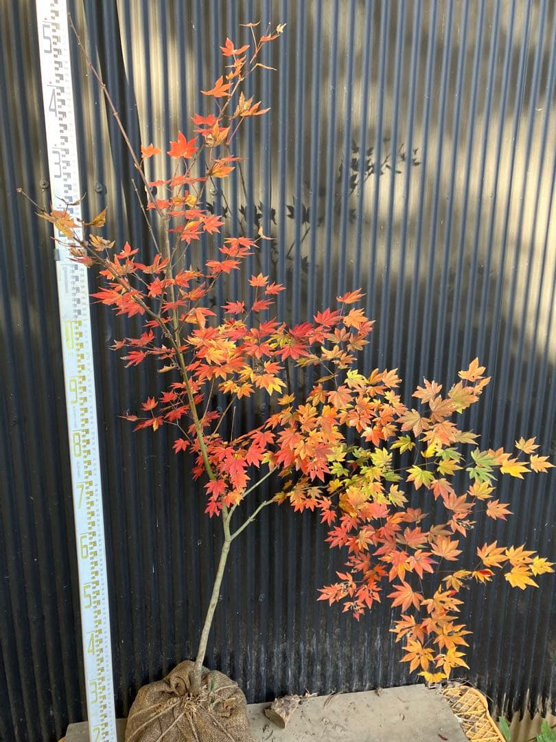 山採り　コハウチワカエデ　u