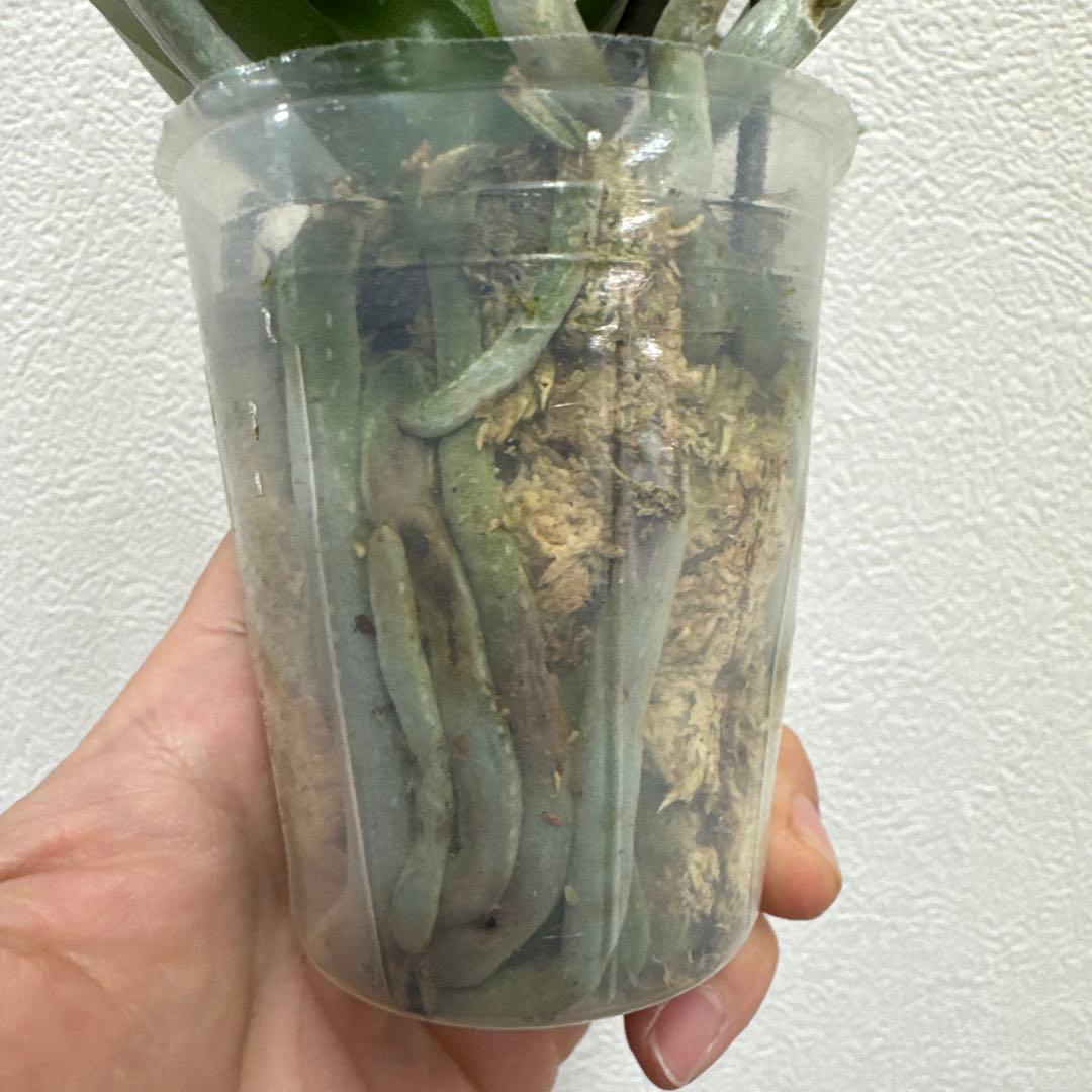 洋ラン洋蘭胡蝶蘭交配種コチョウラン Phal.Rea レア