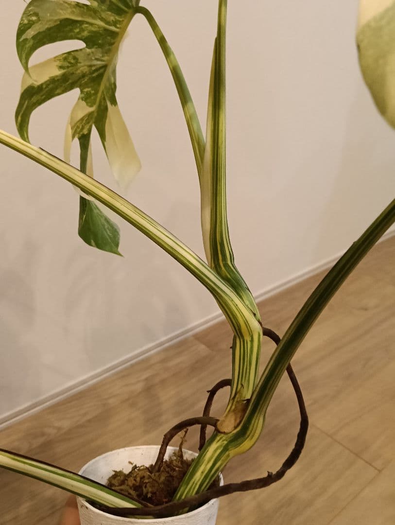 特別な１鉢☆モンステラ・ボルシギアナ・ホワイトタイガー①