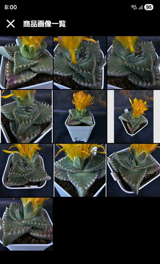 メルカリ便発送☆フォーカリア 紅蓮地獄ハイブリッドと大王波