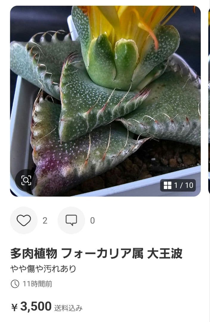 メルカリ便発送☆フォーカリア 紅蓮地獄ハイブリッドと大王波