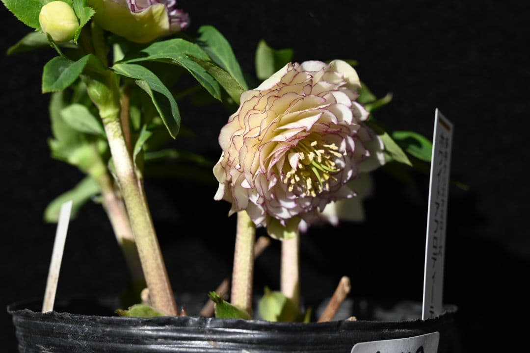 クリスマスローズ　認定ホワイトアフロディーテ　加藤農園