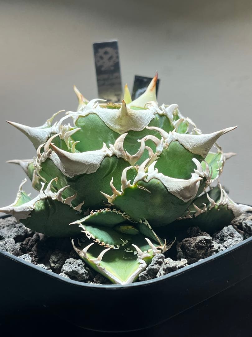 アガベ チタノタ lize血統 大白鯊 ホホジロザメ - メルカリ