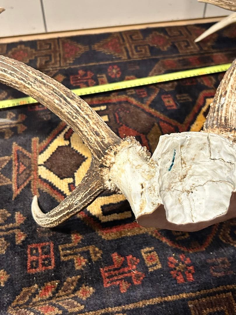 鹿 頭骨 角付き インテリア 引き取り希望です - メルカリ