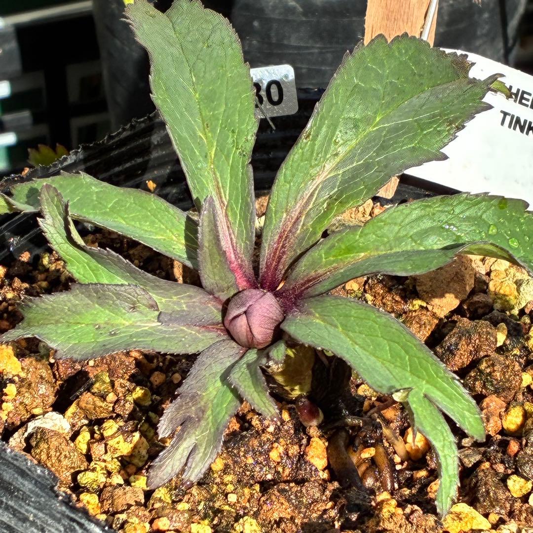 の*ん様 ☘️超レア☘️蕾付き☘️タグ付き3380⭐️TINKERBELL HY