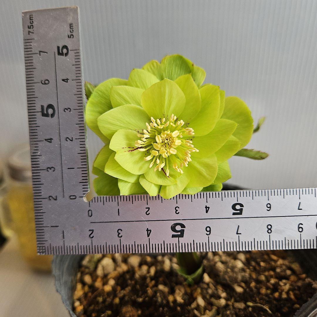 かぁむぅ様ご購入苗㉖-213㉖-217クリスマスローズ