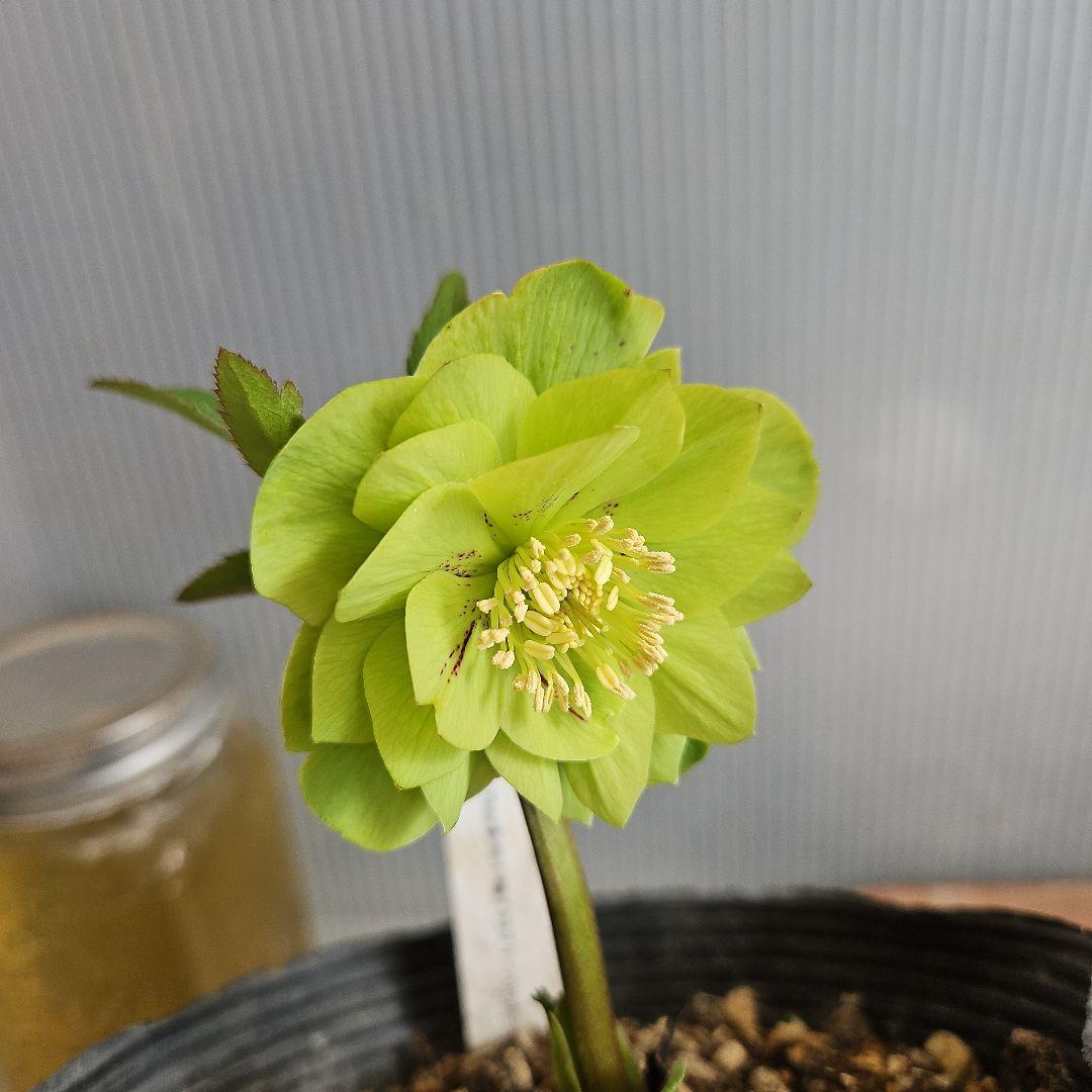 かぁむぅ様ご購入苗㉖-213㉖-217クリスマスローズ