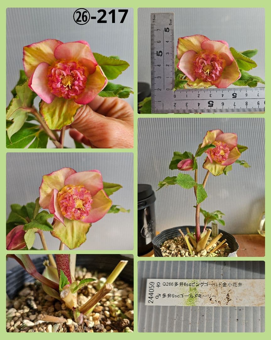 かぁむぅ様ご購入苗㉖-213㉖-217クリスマスローズ