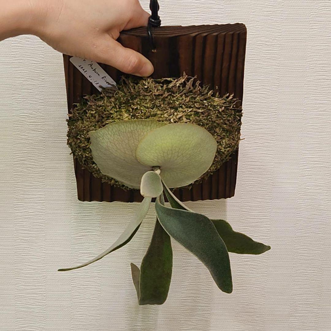 アーバンリバーOC子株　ベイチー　P.veitchii Auburn 