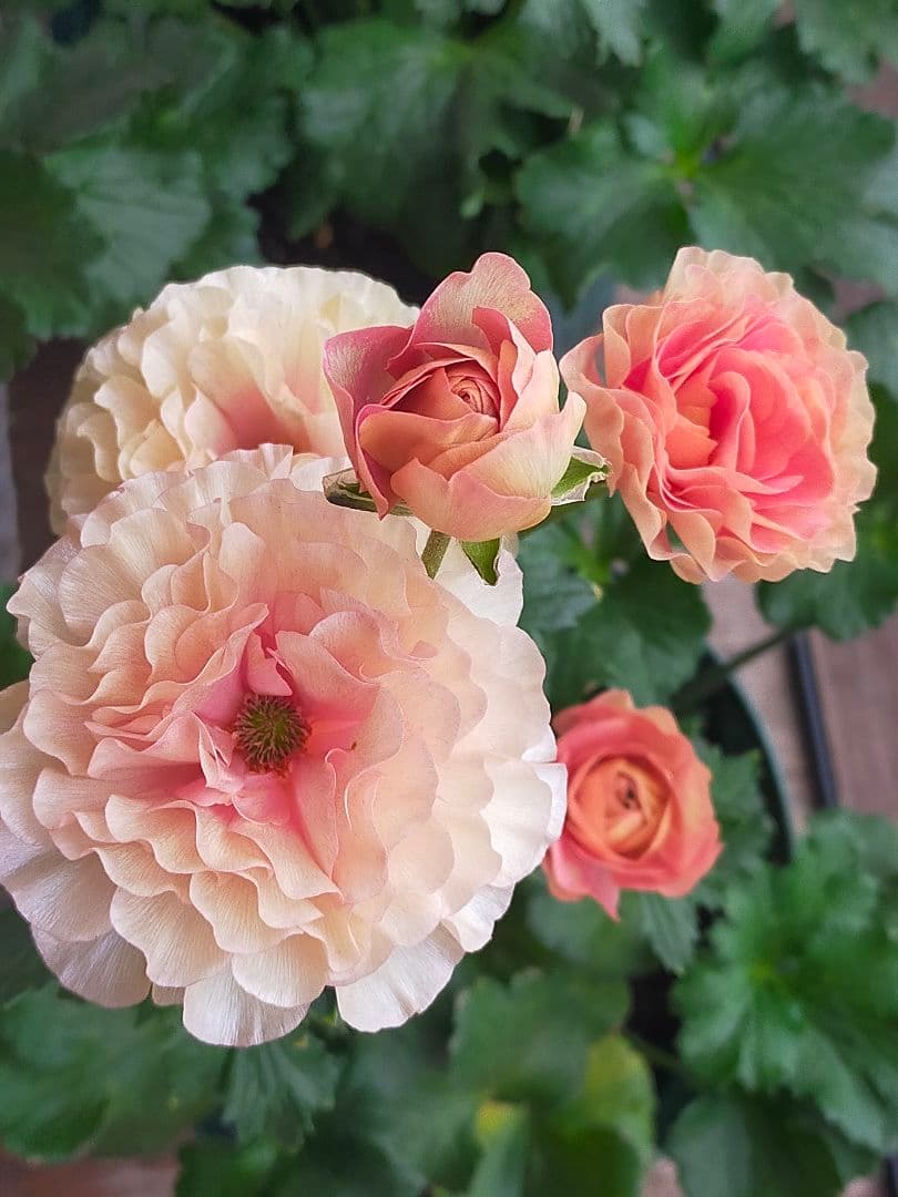 ラナンキュラスラックス　リーベラ　苗　ラベル付き