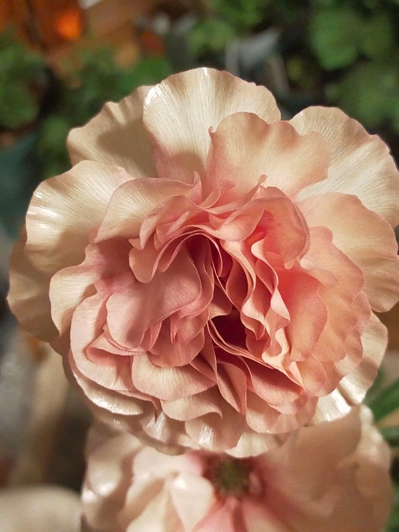 ラナンキュラスラックス　リーベラ　苗　ラベル付き