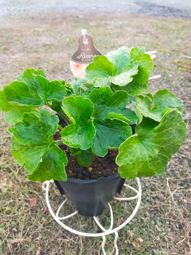 ラナンキュラスラックス　リーベラ　苗　ラベル付き