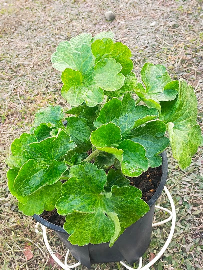 ラナンキュラスラックス　リーベラ　苗　ラベル付き