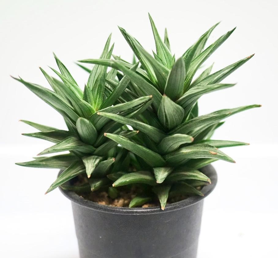 多肉植物 ハオルチア 幻の塔 ／五重塔錦 抜き苗 斑入り - メルカリ