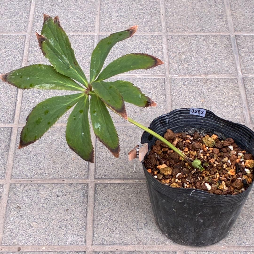 あ*号様 ☘️ラスト2☘️根充実❤️沢山新芽元気株❤️3263⭐️極上美⭐️ソレ