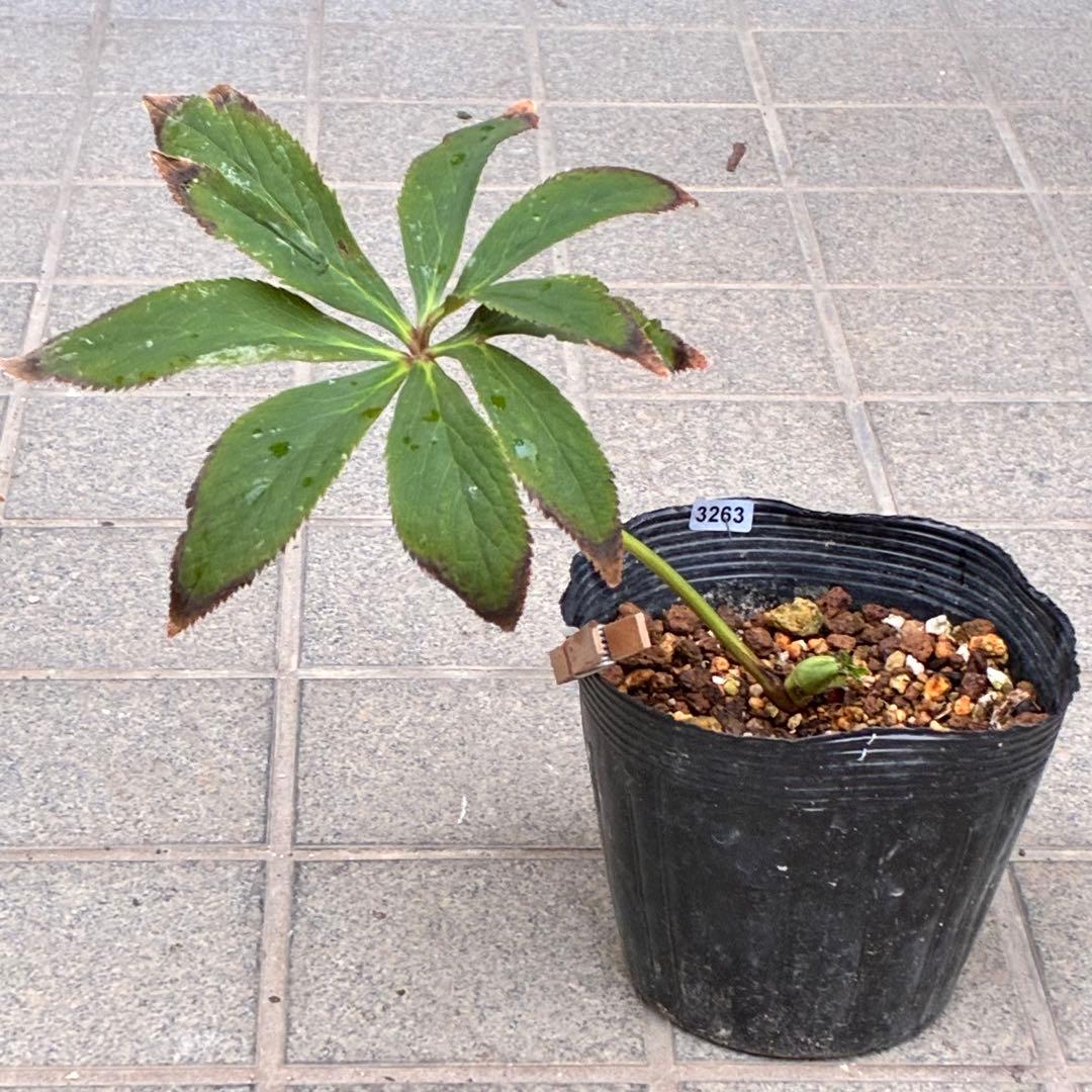 あ*号様 ☘️ラスト2☘️根充実❤️沢山新芽元気株❤️3263⭐️極上美⭐️ソレ