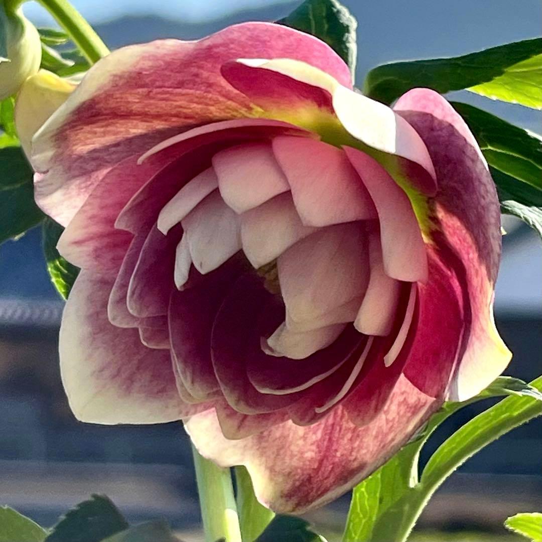 あ*号様 ☘️ラスト2☘️根充実❤️沢山新芽元気株❤️3263⭐️極上美⭐️ソレ