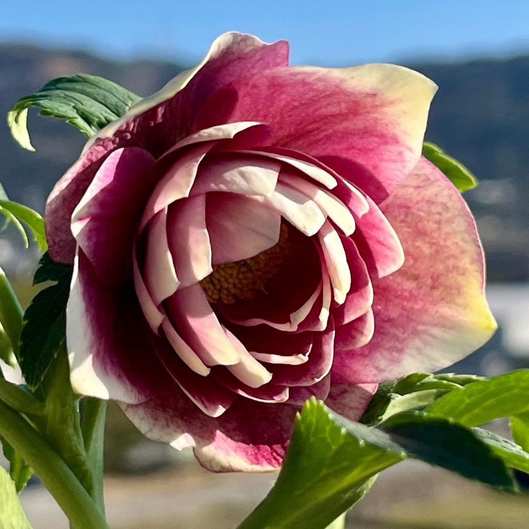 あ*号様 ☘️ラスト2☘️根充実❤️沢山新芽元気株❤️3263⭐️極上美⭐️ソレ