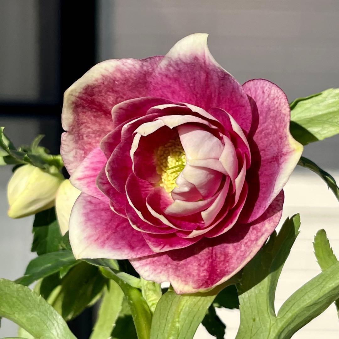 あ*号様 ☘️ラスト2☘️根充実❤️沢山新芽元気株❤️3263⭐️極上美⭐️ソレ