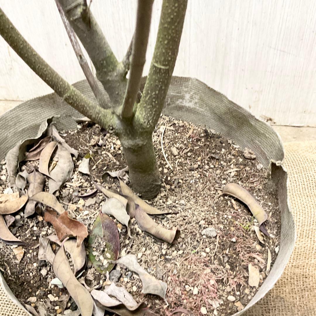 常緑ヤマボウシ月光/ 株立ち　21