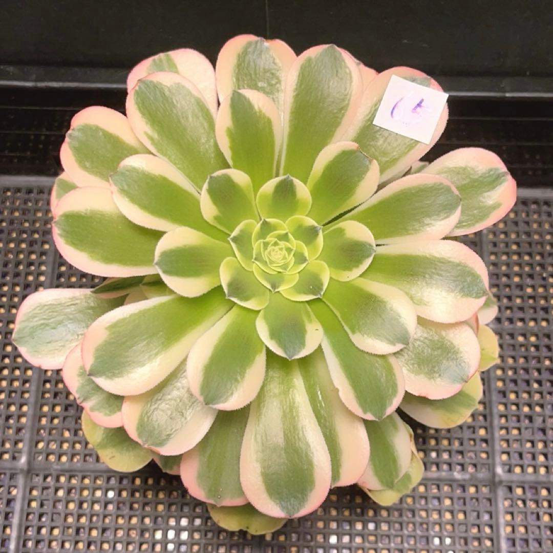 発根済 ケラリアピグマエア ベアルート株 ⑦