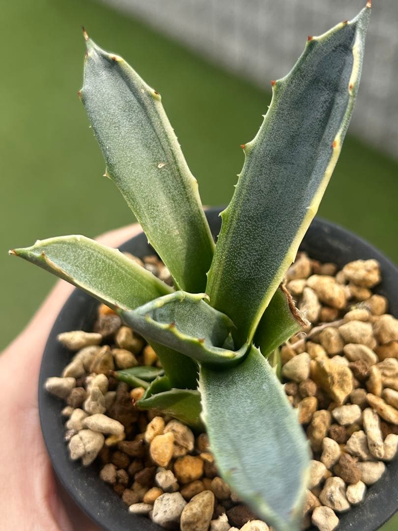 極上特選株】感謝祭！発根済み！フェロックス錦①アガベ 極上株 根付き