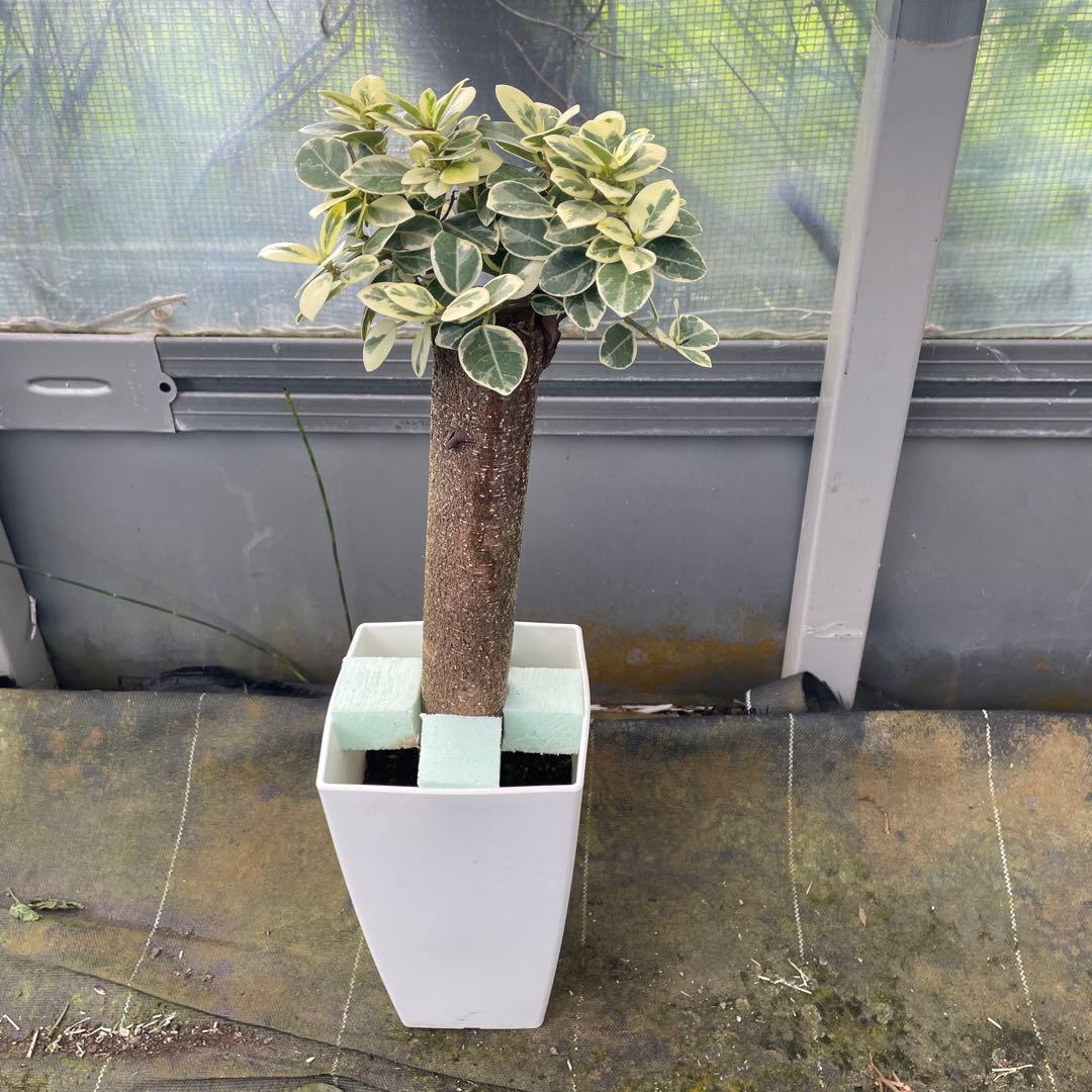 パンダガジュマル　斑入り　接木　6号鉢