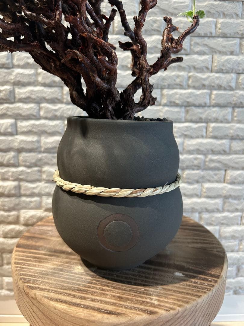 ペラルゴニウム　ミラビレ　鉢　qutoten 発根済み